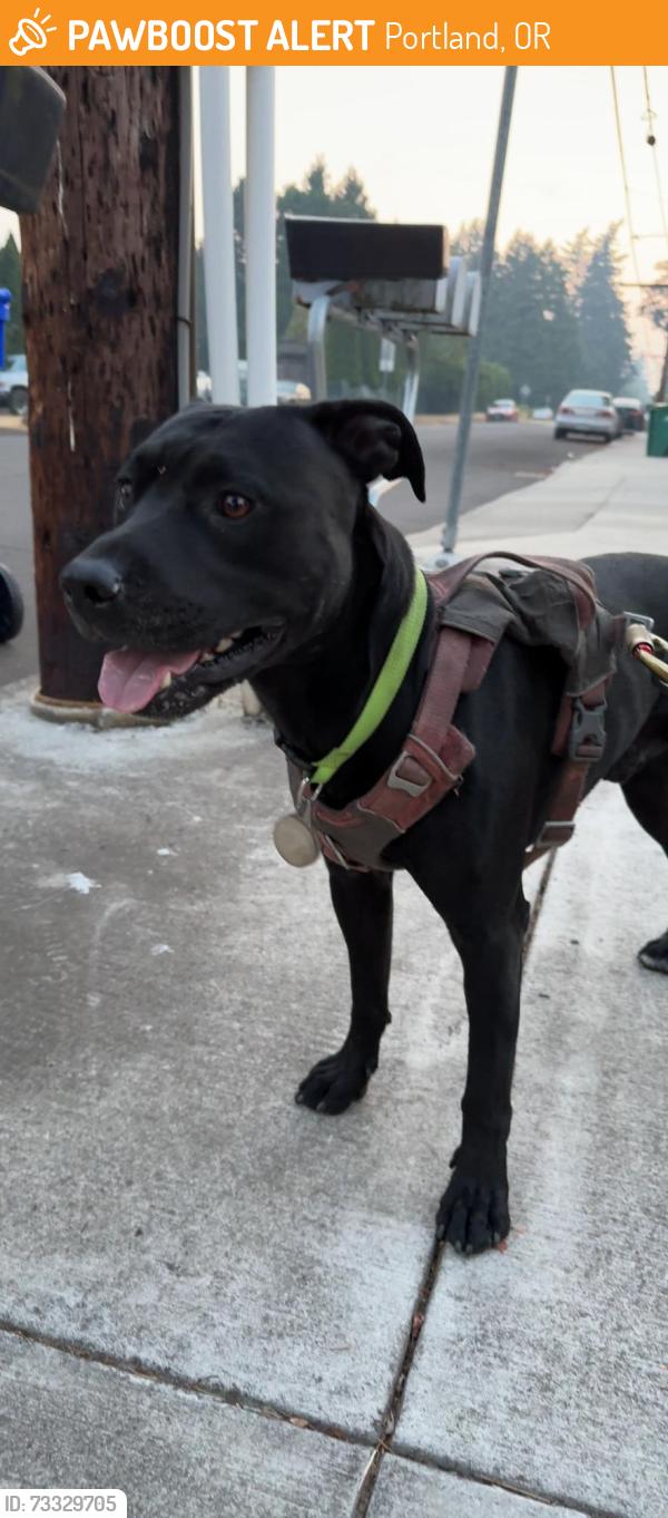 Found/Stray Male Dog last seen SE 112th and SE Powell blvd, Portland, OR 97266