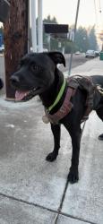 Found/Stray Male Dog last seen SE 112th and SE Powell blvd, Portland, OR 97266