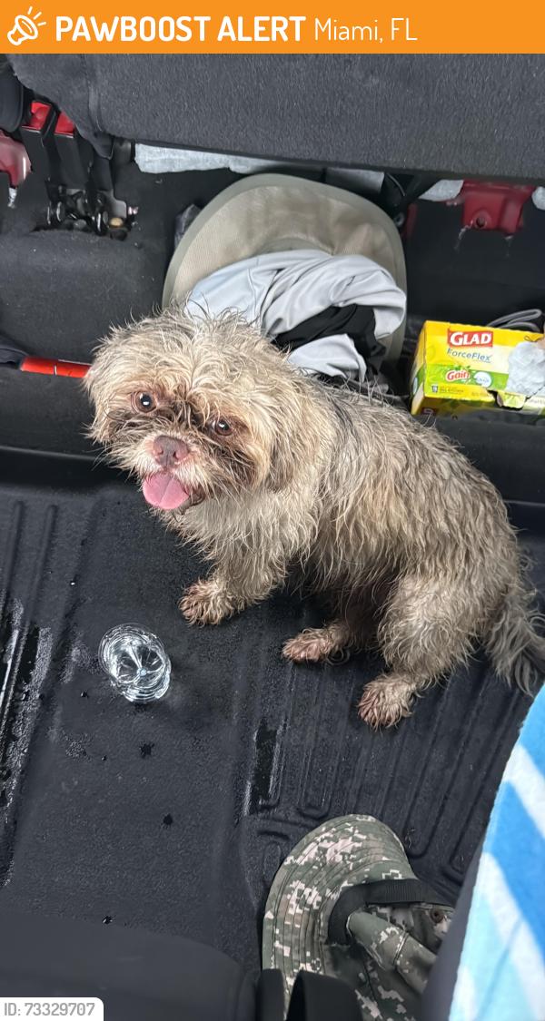 Found/Stray Female Dog last seen ., Miami, FL 33187
