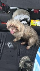 Found/Stray Female Dog last seen ., Miami, FL 33187