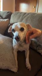 Reunited Male Dog last seen Pacific ave, Tacoma, WA 98408