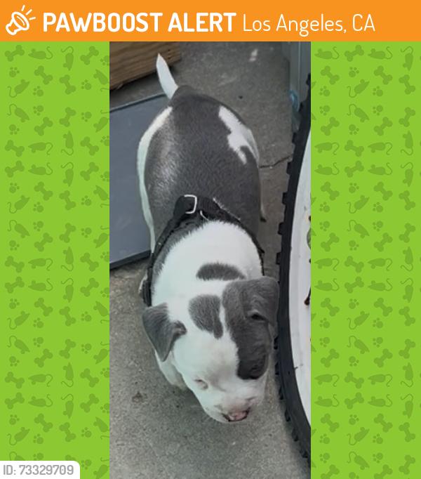 Found/Stray Male Dog last seen Rhea & Saticoy, Los Angeles, CA 91335