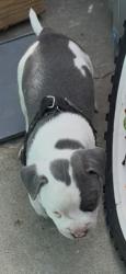 Found/Stray Male Dog last seen Rhea & Saticoy, Los Angeles, CA 91335