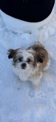Reunited Female Dog last seen Close to O’reily, dollar tree, sunnyvale., Mesquite, TX 75150