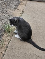 Reunited Female Cat last seen Pesos loop and Sunflower Dr SW Rio Rancho, Rio Rancho, NM 87124