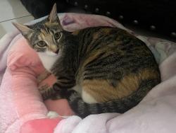 Reunited Female Cat last seen near 16283 w desert bloom st, Goodyear, AZ 85338
