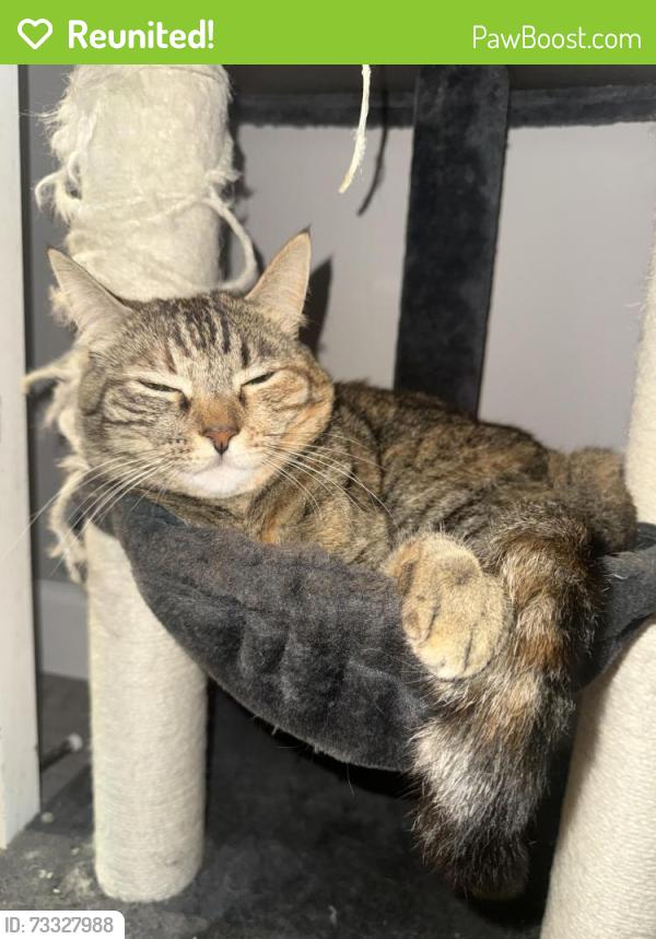 Reunited Female Cat last seen Elkwood st and Stag ave, Los Angeles, CA 91335