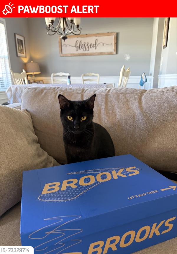 Lost Female Cat last seen Brooks Farm Neighborhood, Gwinnett County, GA 30047