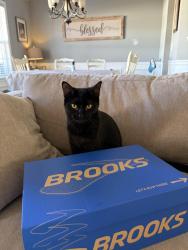 Lost Female Cat last seen Brooks Farm Neighborhood, Gwinnett County, GA 30047