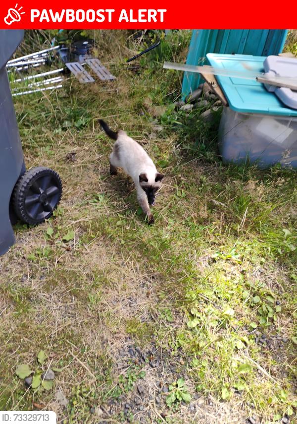 Lost Male Cat last seen copalias convient store, Copalis Crossing, WA 98536