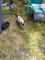 Lost Male Cat last seen copalias convient store, Copalis Crossing, WA 98536