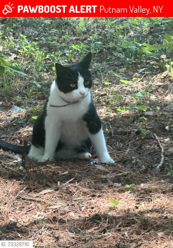 Lost Female Cat last seen Mill st, Putnam Valley, NY 10579