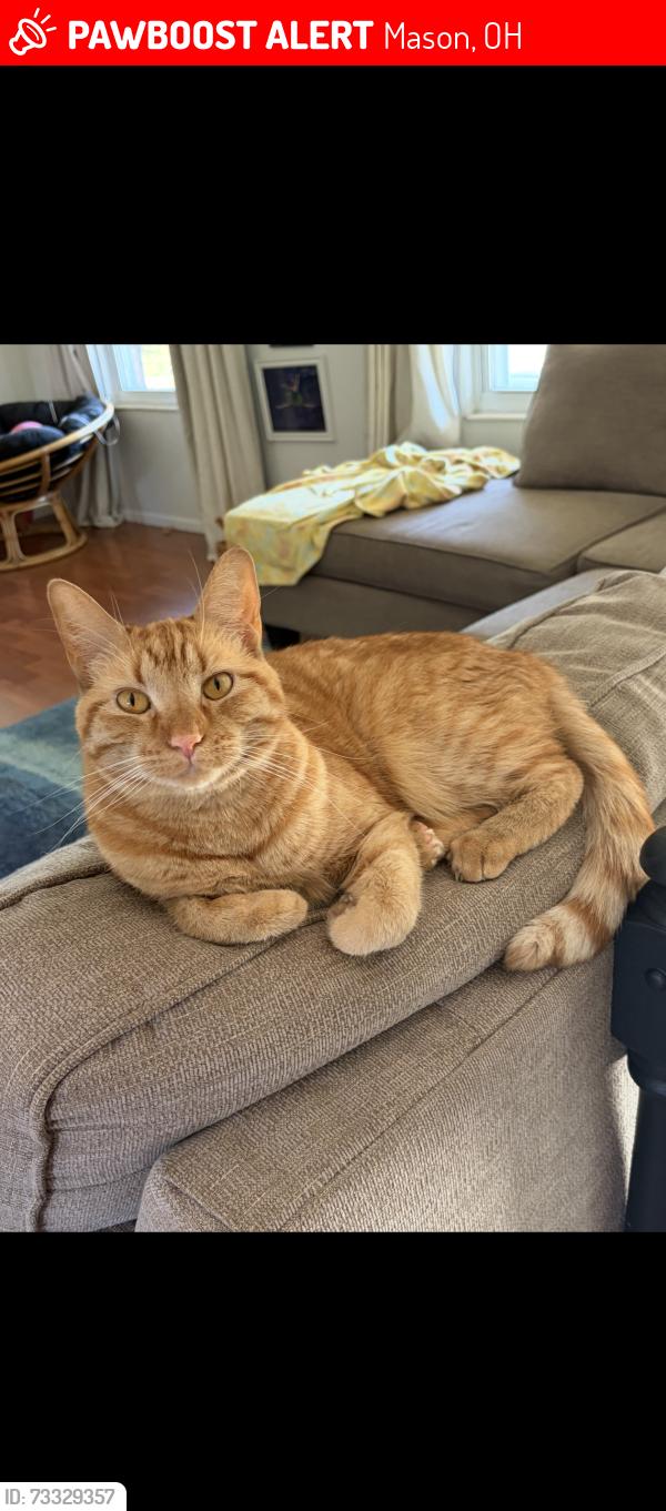 Lost Male Cat last seen Jennings Ct, Mason, OH 45040