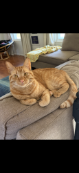 Lost Male Cat last seen Jennings Ct, Mason, OH 45040