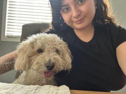 Lost Male Dog last seen Rojo tierra & Lassselle st, Moreno Valley, CA 92555