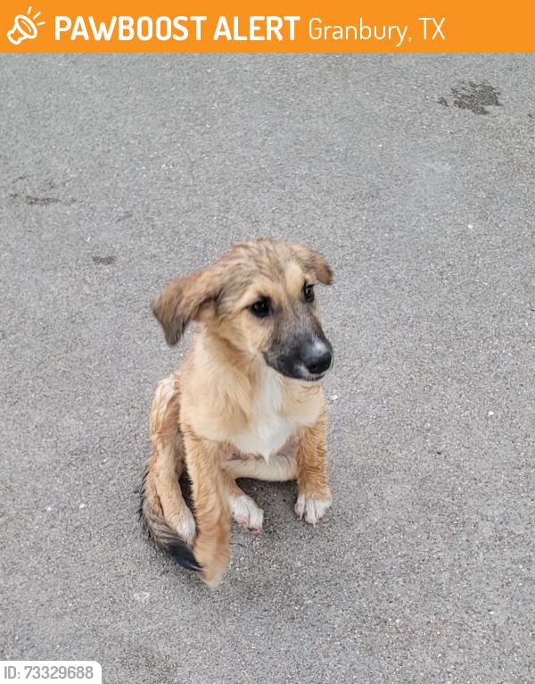 Found/Stray Female Dog last seen Parker County Line, Granbury, TX 76048