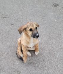 Found/Stray Female Dog last seen Parker County Line, Granbury, TX 76048