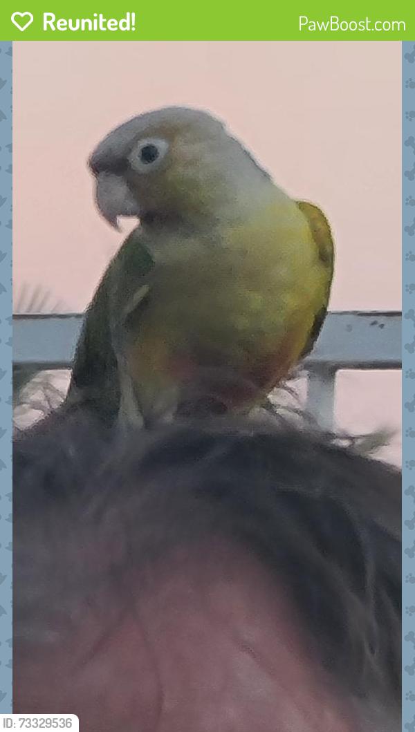 Reunited Unknown Bird last seen N Chason Way & Ohio Ave, San Bernardino, CA 92407, USA, San Bernardino, CA 92407