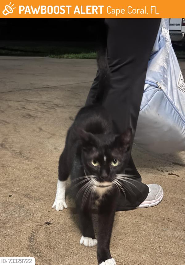 Found/Stray Male Cat last seen Location, Cape Coral, FL 33991