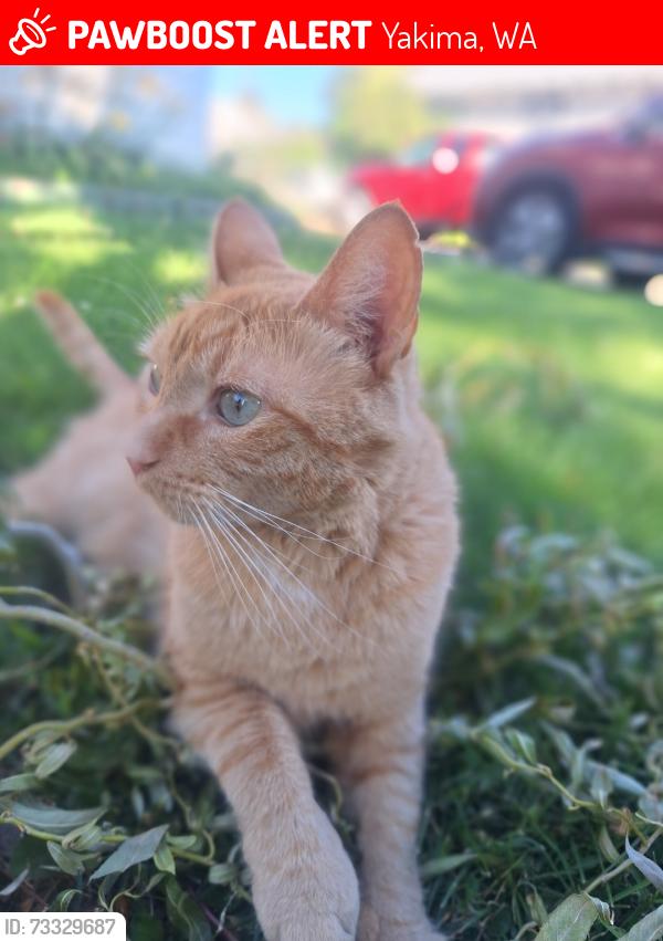 Lost Male Cat last seen 9th St yakima, Yakima, WA 98901