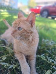 Lost Male Cat last seen 9th St yakima, Yakima, WA 98901