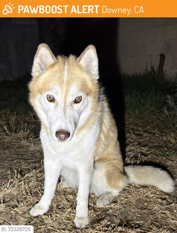 Found/Stray Unknown Dog last seen Rives Abe, Downey, CA 90242