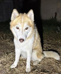 Found/Stray Unknown Dog last seen Rives Abe, Downey, CA 90242