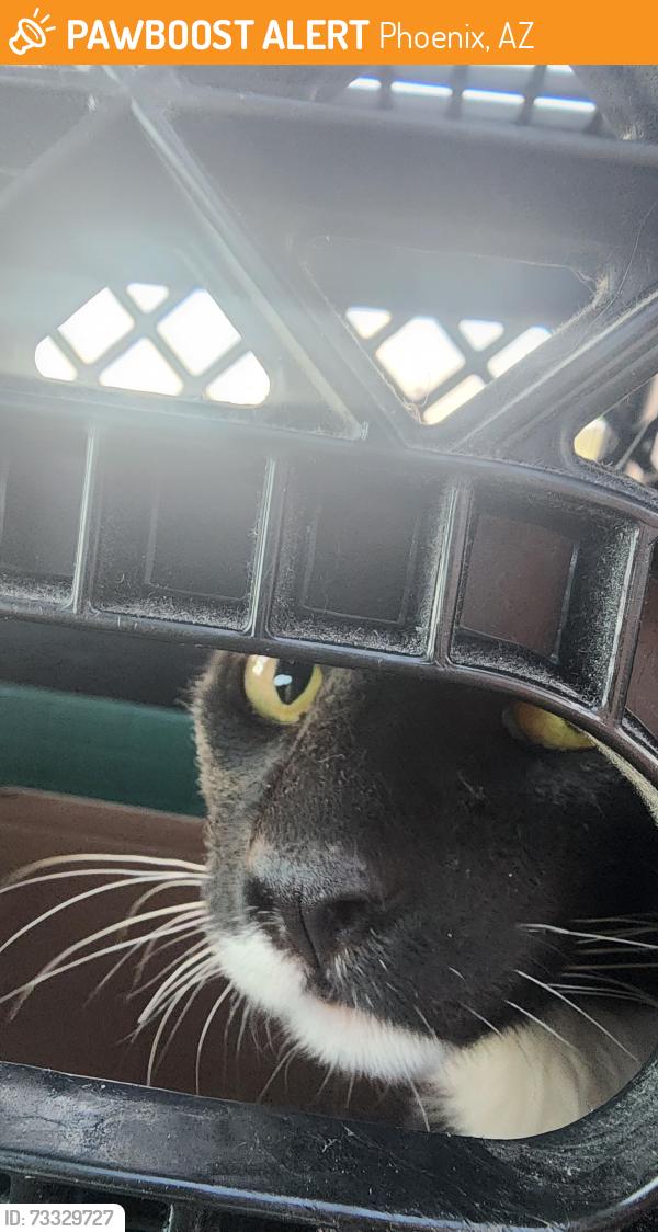 Found/Stray Male Cat last seen 27th Ave and Virginia, Phoenix, AZ 85015