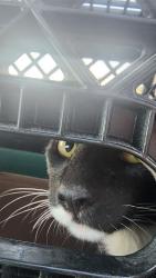 Found/Stray Male Cat last seen 27th Ave and Virginia, Phoenix, AZ 85015