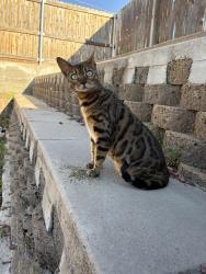 Lost Female Cat last seen Dicks grocery store,church of later day saints, Bountiful, UT 84010
