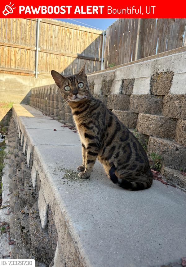 Lost Female Cat last seen Dicks grocery store,church of later day saints, Bountiful, UT 84010