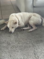 Reunited Male Dog last seen 114th ave st, Kent, WA 98030