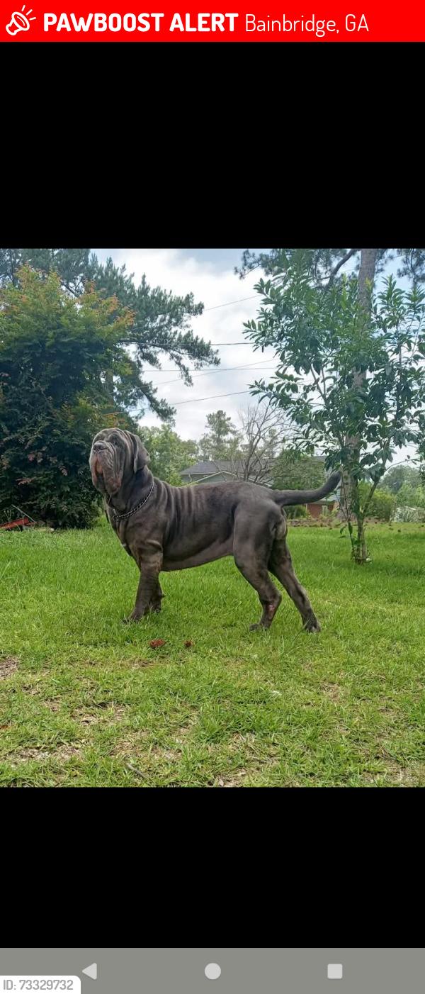 Lost Female Dog last seen Dollar sub division/Country Club Rd, Bainbridge, GA 39819