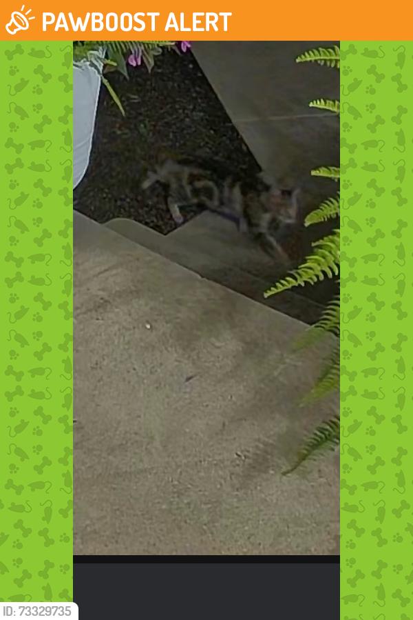 Found/Stray Male Cat last seen Bobs Lane Sherer Drive Lincoln University Pa 19352, Lincoln University, PA 19352