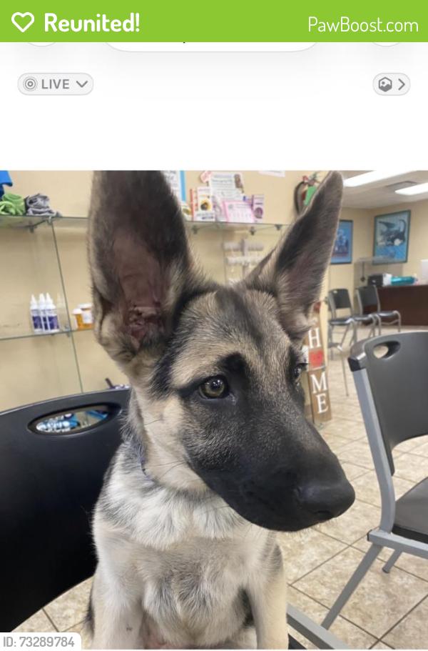 Reunited Female Dog last seen East 14th Street and Guava, Lubbock, TX 79404