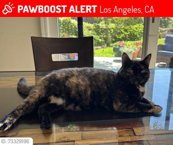 Lost Female Cat last seen Kenya and Wilbur, Los Angeles, CA 91326