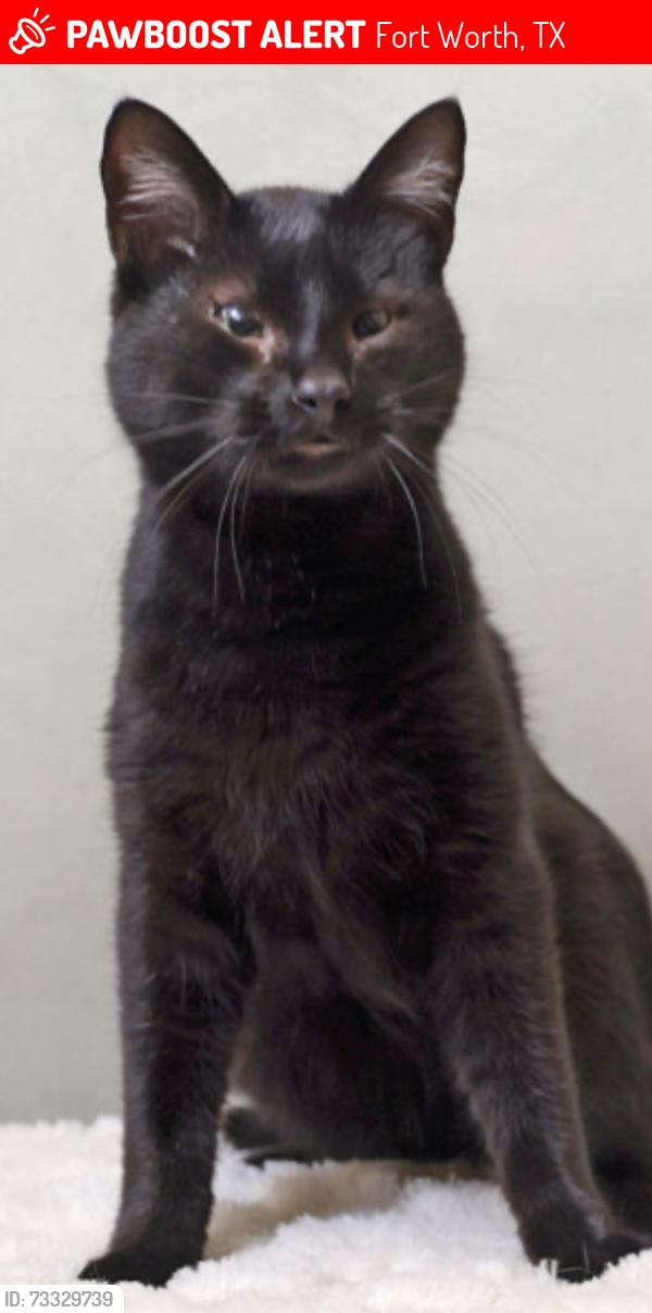Lost Male Cat last seen Grandbury Rd, Wedgewood Village, Fort Worth, TX 761331931