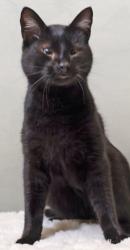 Lost Male Cat last seen Grandbury Rd, Wedgewood Village, Fort Worth, TX 761331931