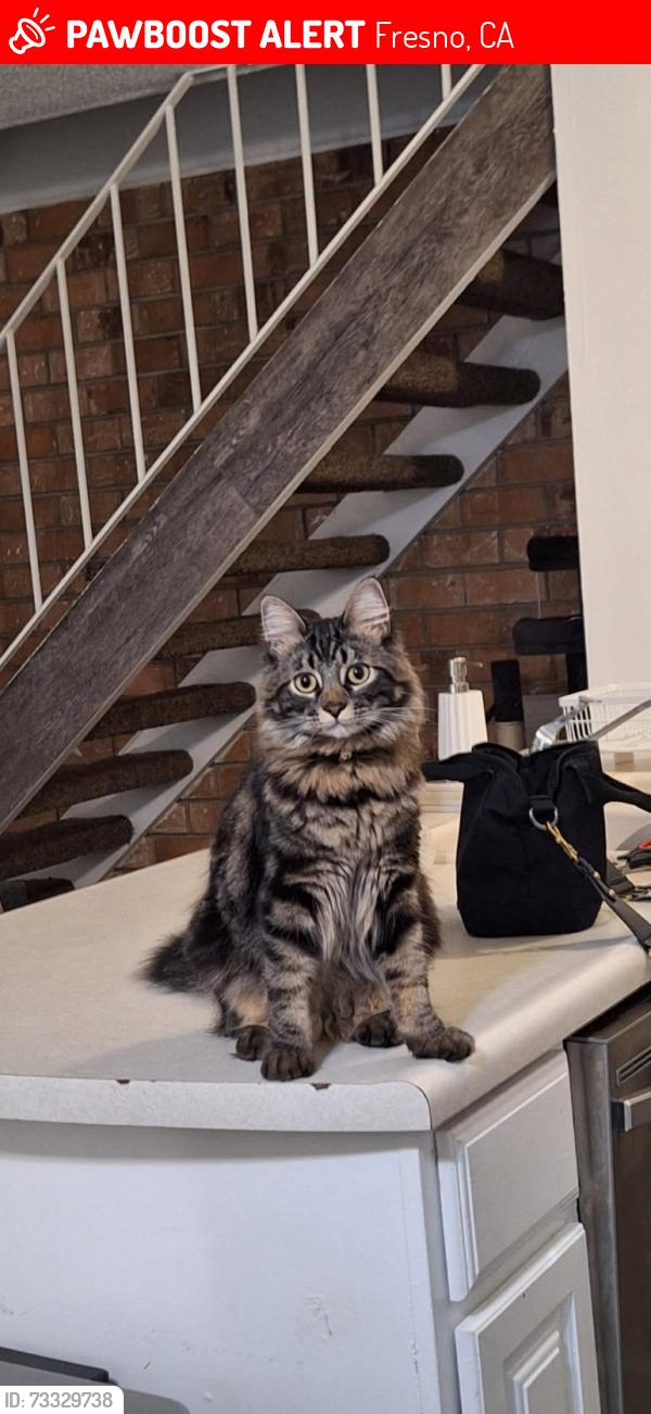 Lost Male Cat last seen Shaw and Marks, Fresno, CA 93705