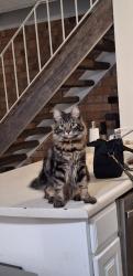 Lost Male Cat last seen Shaw and Marks, Fresno, CA 93705