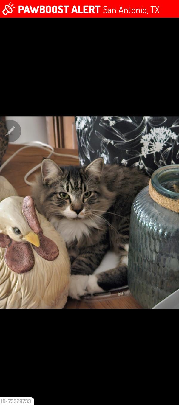 Lost Male Cat last seen ACS Spay/Neuter Center, San Antonio, TX 78210