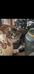 Lost Male Cat last seen ACS Spay/Neuter Center, San Antonio, TX 78210