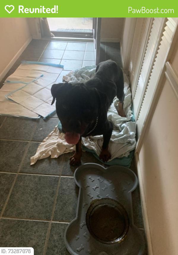 Reunited Unknown Dog last seen Riverdale High School, Riverdale, GA 30274
