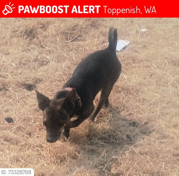 Lost Female Dog last seen Larue Rd and ashue rd Toppenish, Toppenish, WA 98948