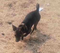 Lost Female Dog last seen Larue Rd and ashue rd Toppenish, Toppenish, WA 98948