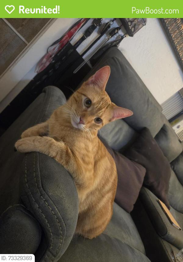 Reunited Male Cat last seen Calle rosemary lane, Lemon Grove, CA 91945