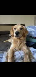 Reunited Male Dog last seen Solana apmts, Temecula, CA 92591