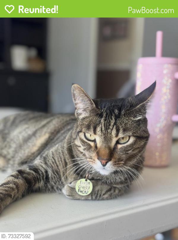 Reunited Male Cat last seen J8 and 25 west, Lancaster, CA 93536
