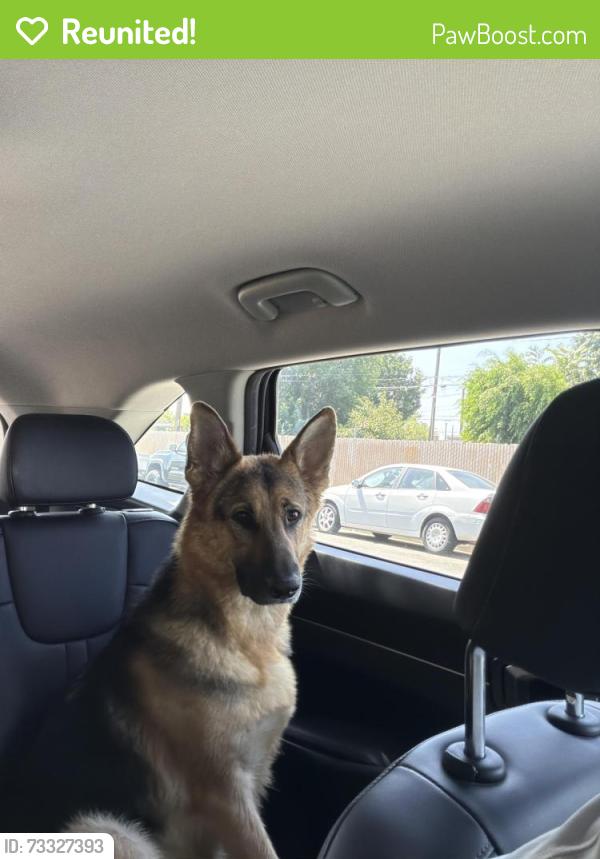 Reunited Female Dog last seen Celis, San Fernando, CA 91340