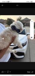 Lost Male Dog last seen McCart and Risinger, Fort Worth, TX 76123